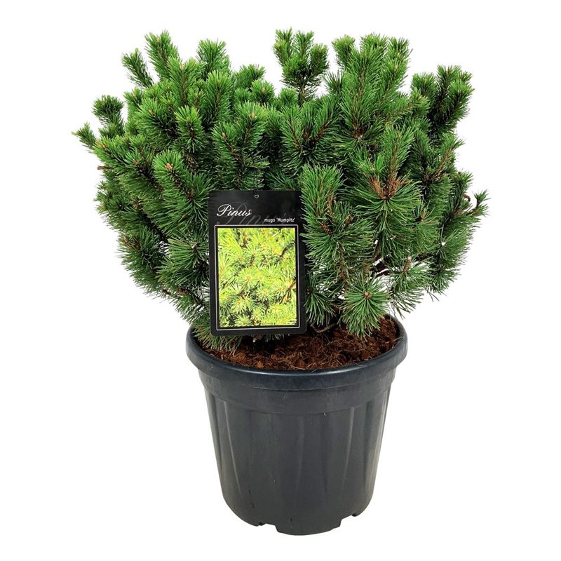 Pinus mugo &