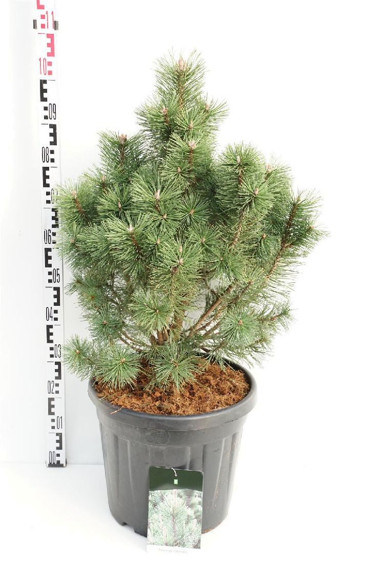Pinus mugo &