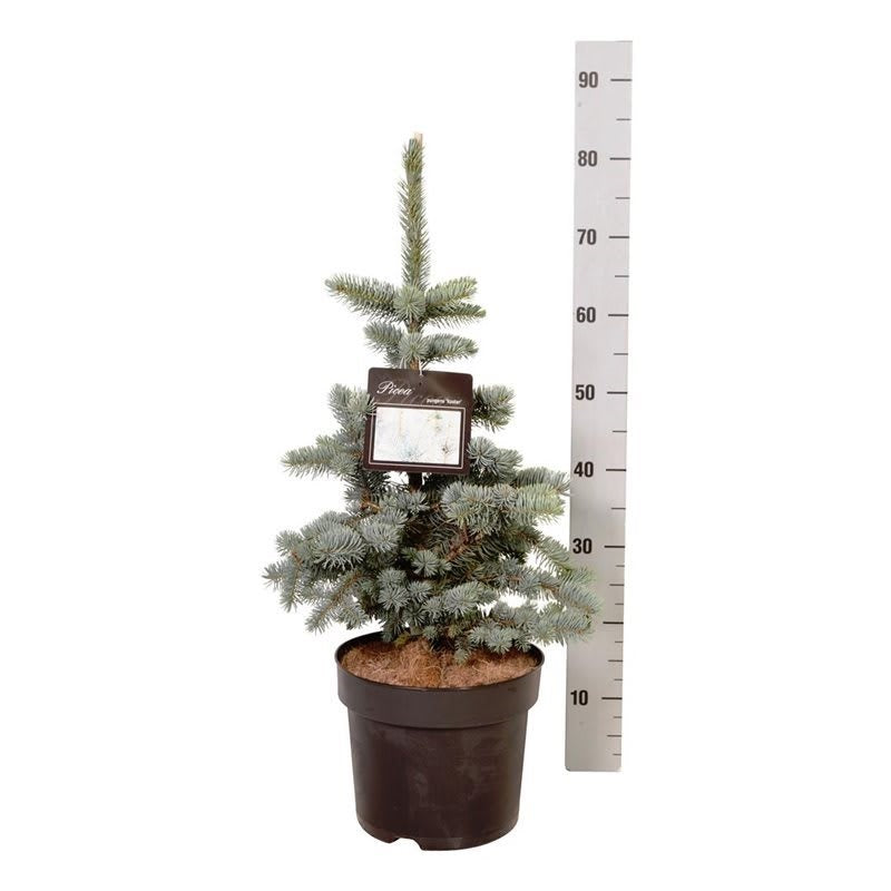 Picea pungens &