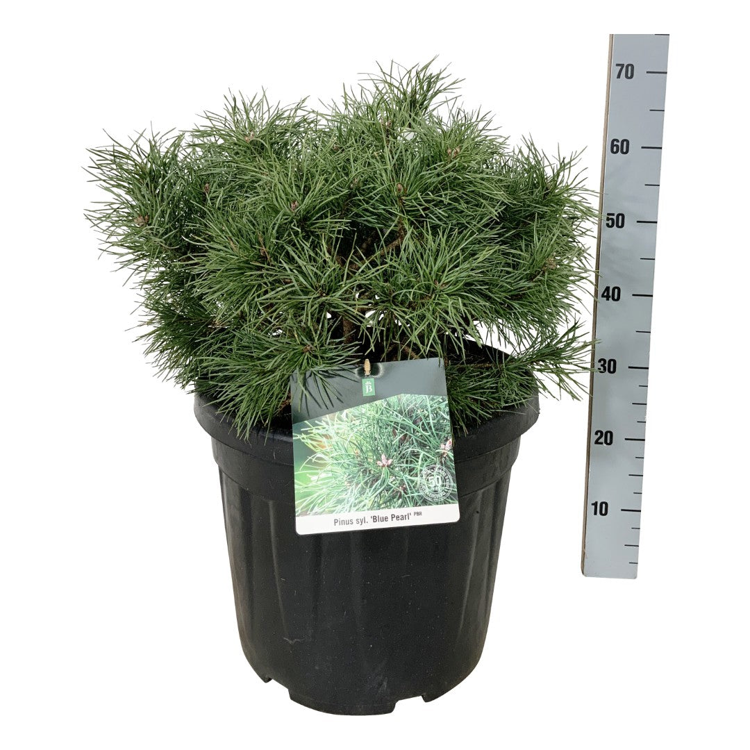 Pinus sylvestris &
