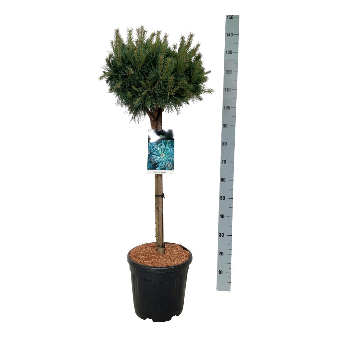 Pinus sylvestris &