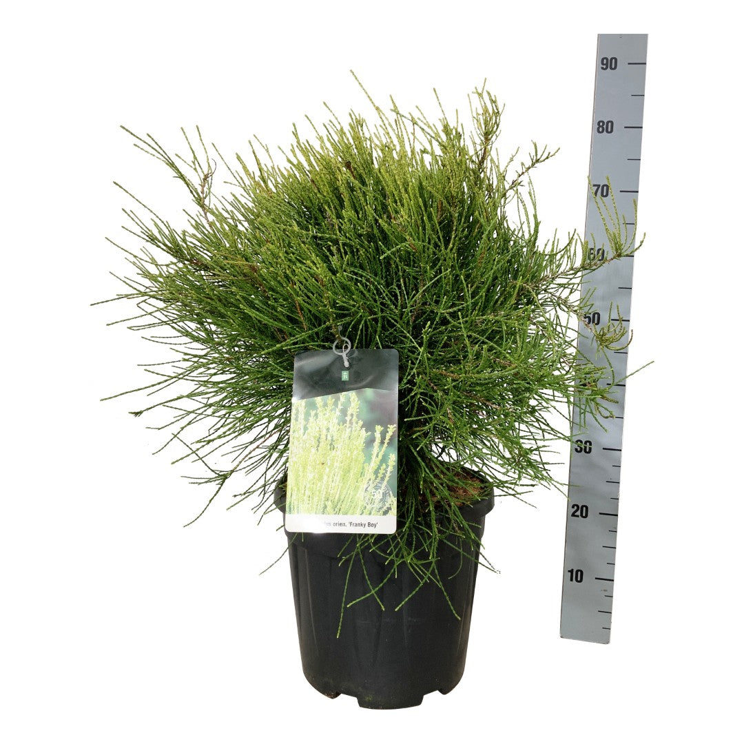 Platycladus orientalis &