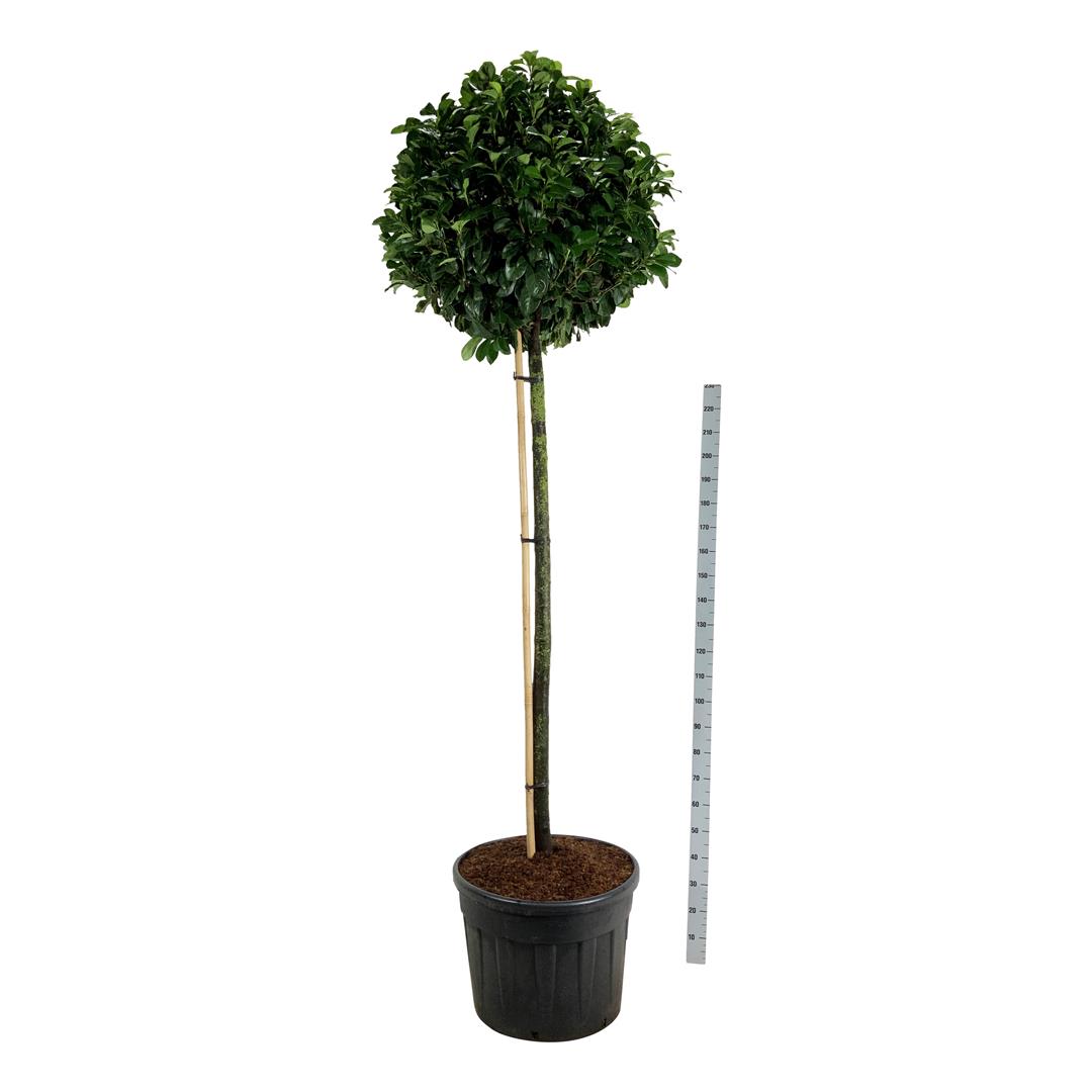 Prunus laurocerasus &