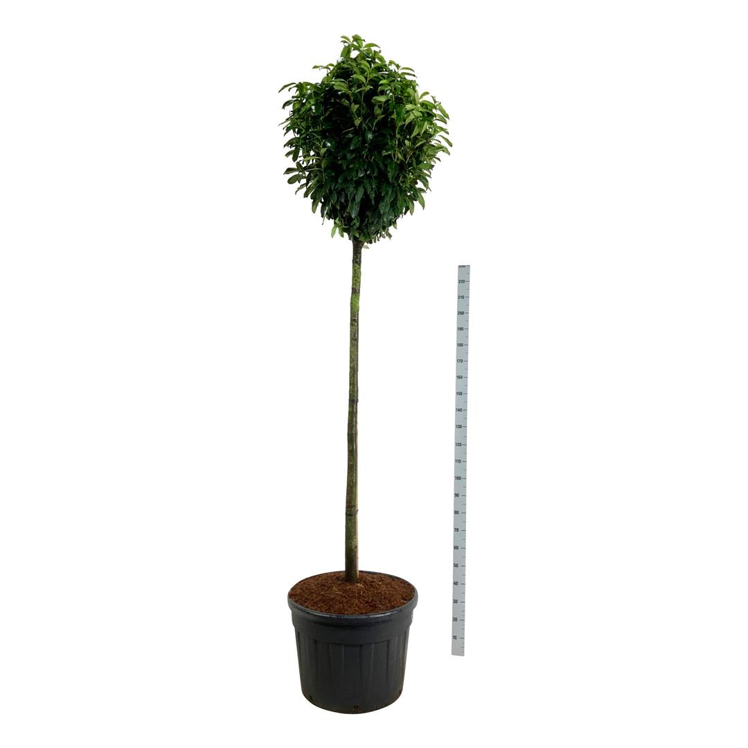 Prunus laurocerasus &