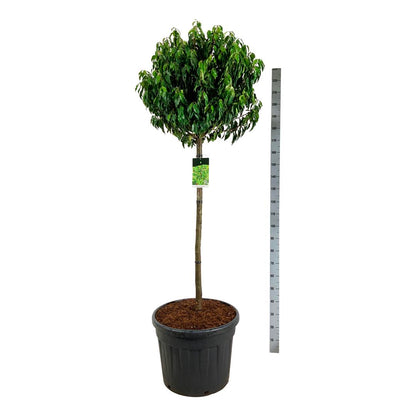 Prunus lusitanica &