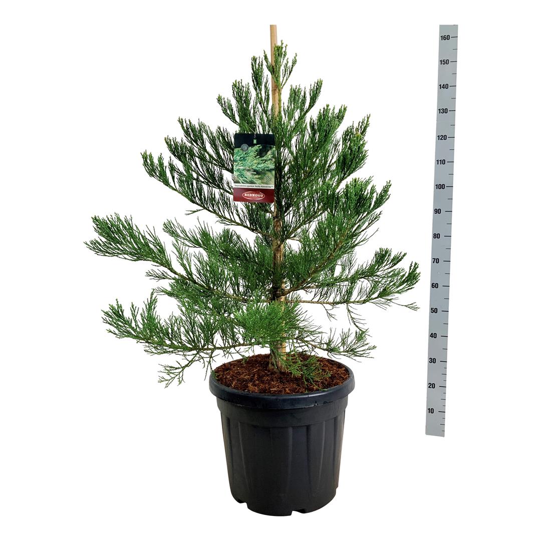 Sequoiadendron giganteum &