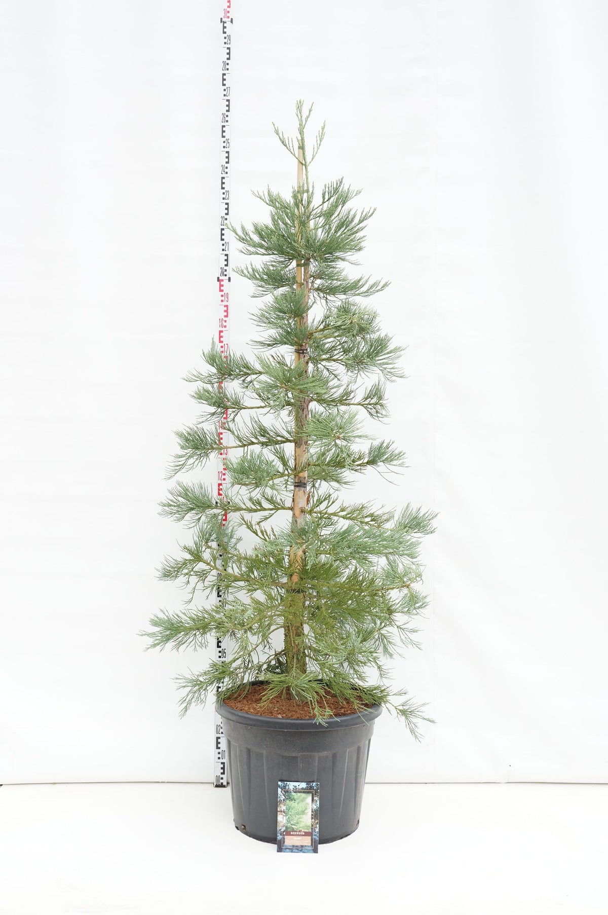 Sequoiadendron gig. &