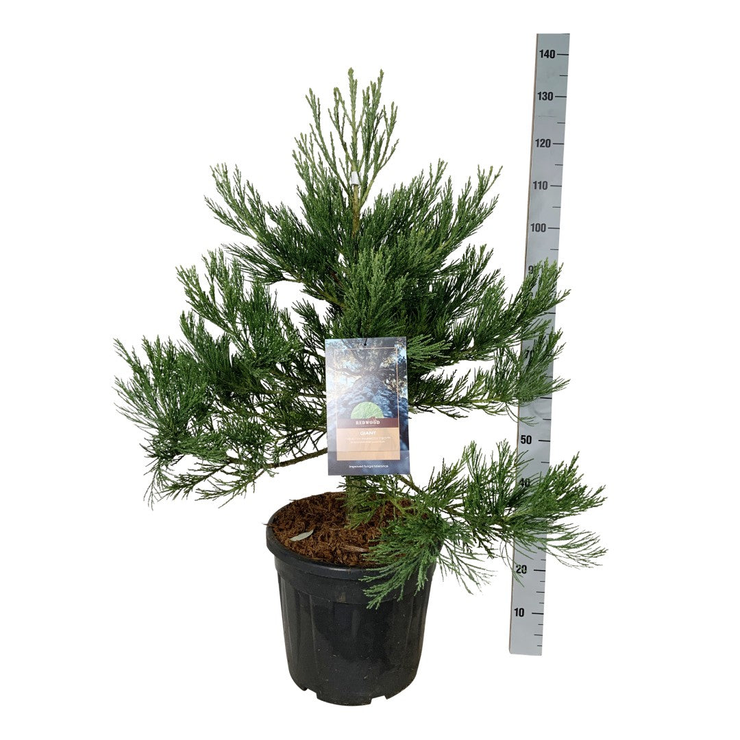 Sequoiadendron giganteum &