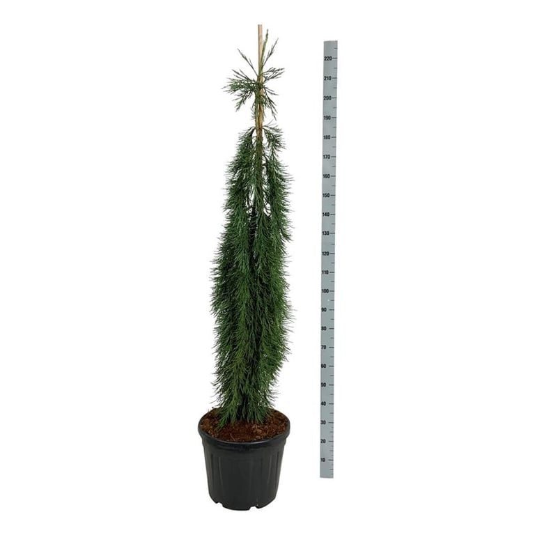Sequoiadendron giganteum &