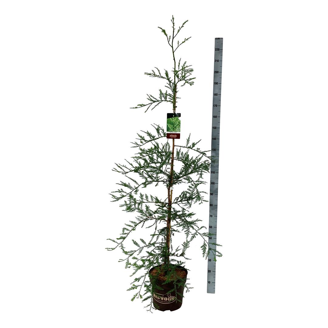 Sequoia s. &