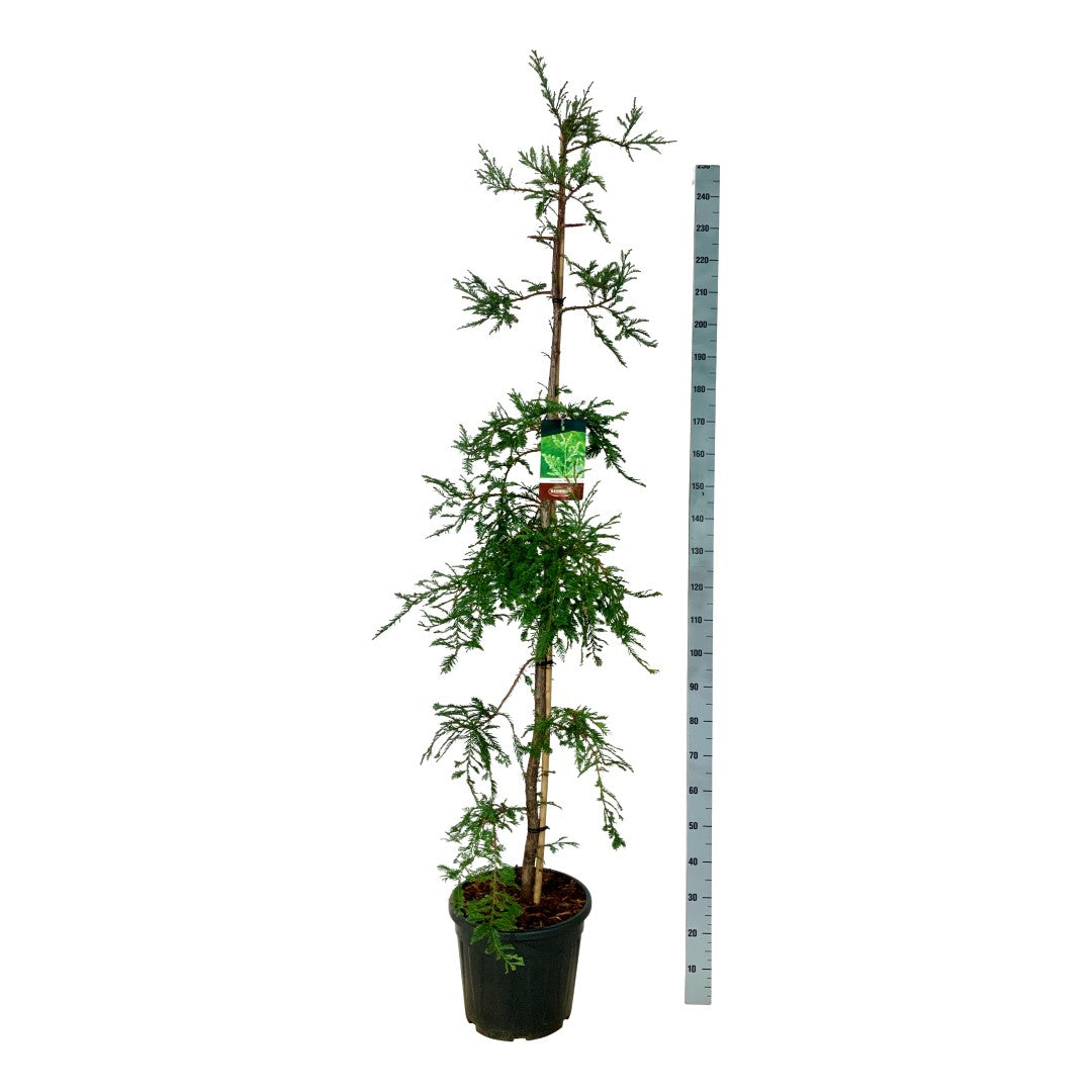 Sequoia s. &