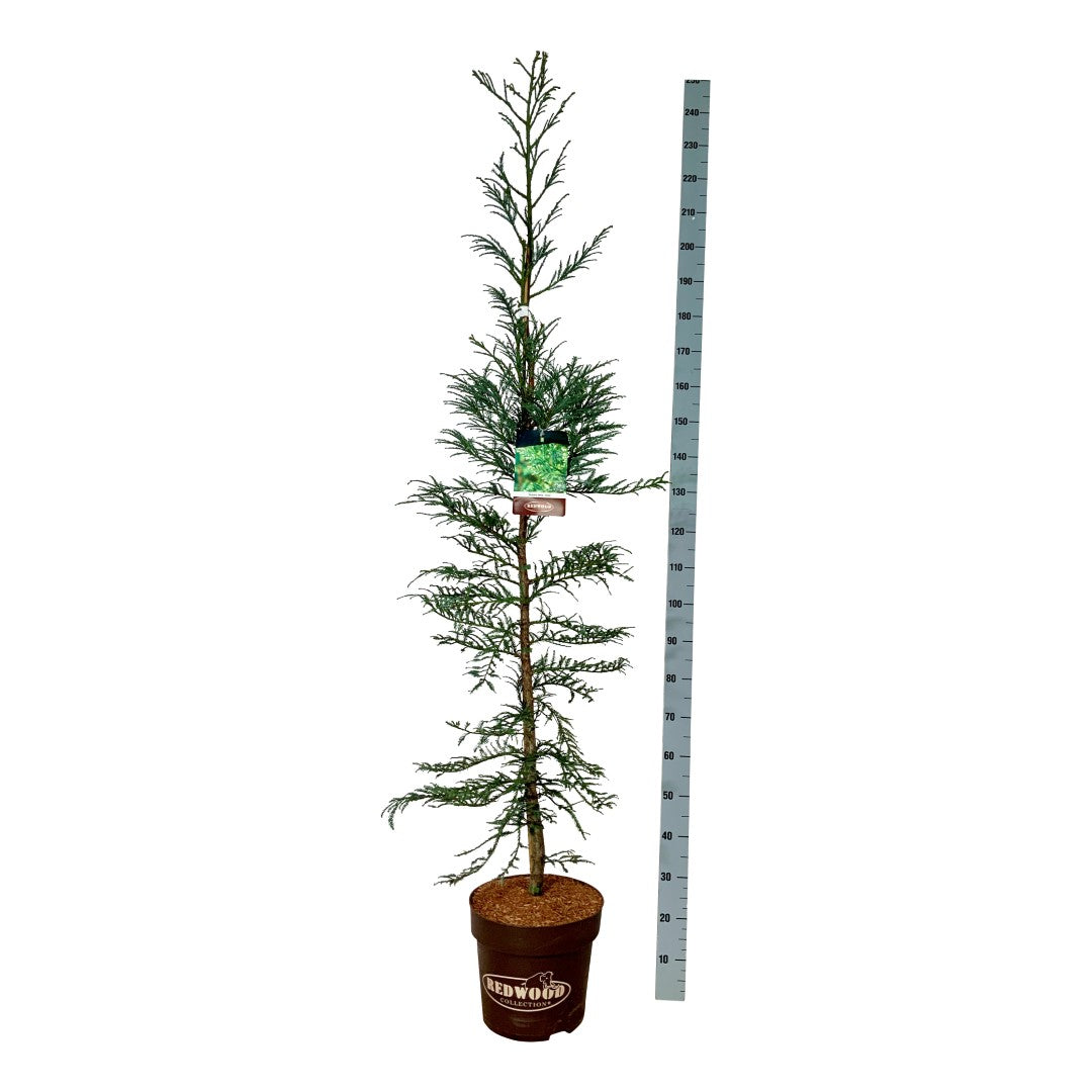 Sequoia semp. &