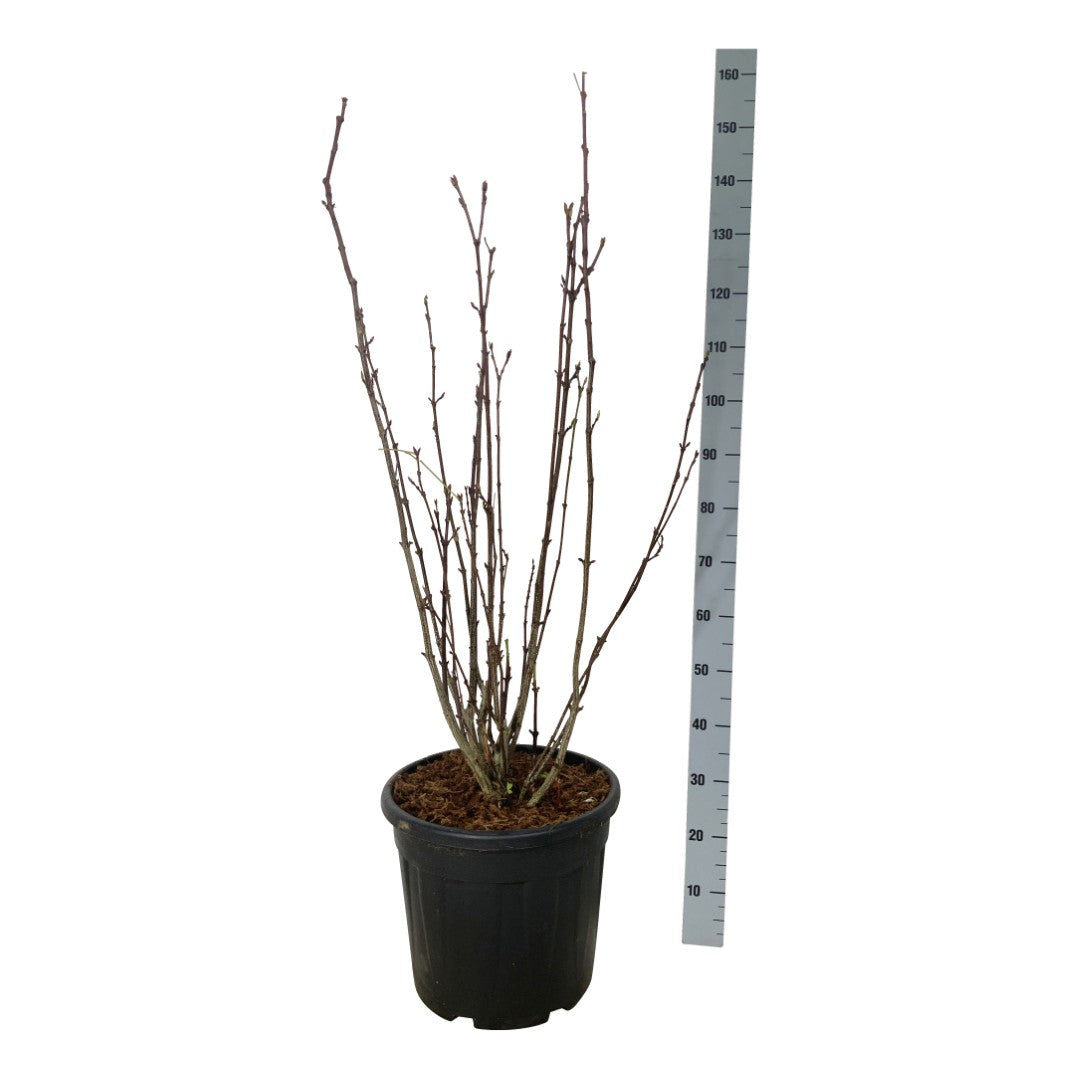 Staphylea colchica 100-125 cm rotklump