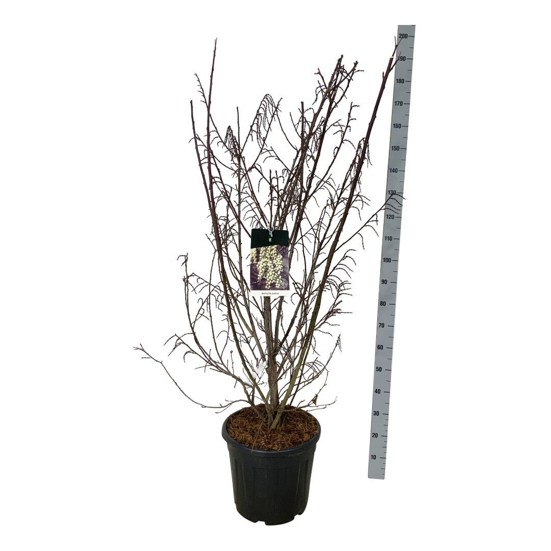 Stachyurus praecox C7,5 (7,5 liters kruka) 100-125 cm