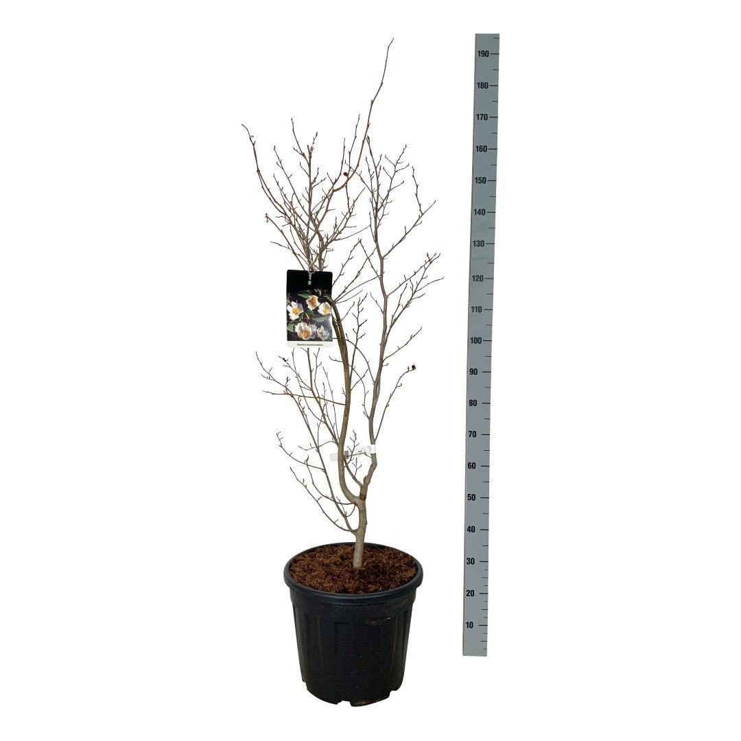 Stewartia pseudocamellia C10 (10 liters kruka) 150-175 cm