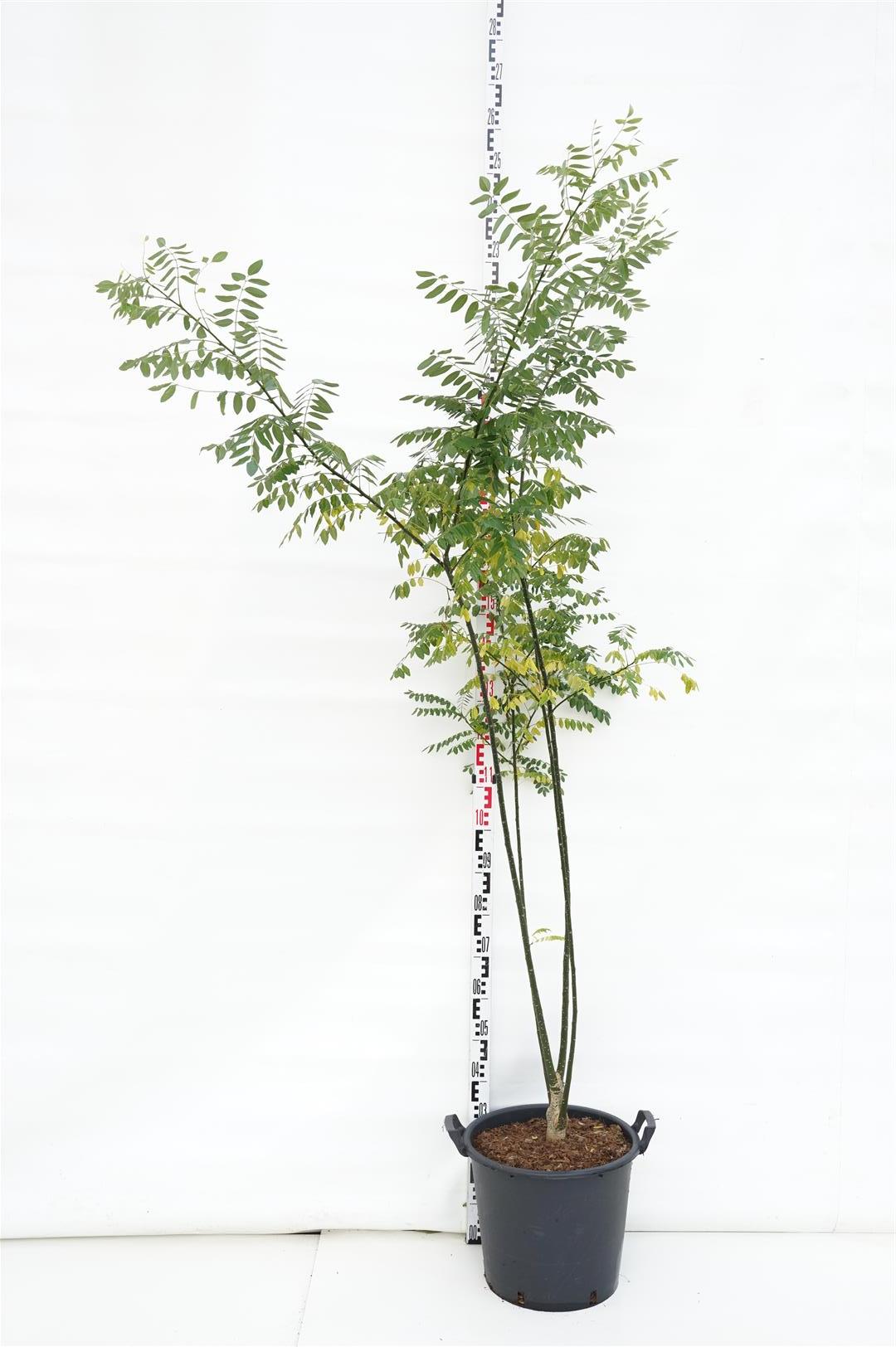 Styphnolobium japonicum C230 (230 liters kruka) 300-350 cm flerstammig