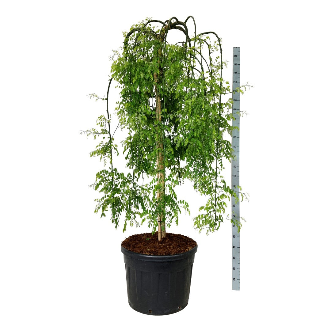 Styphnolobium japonicum &