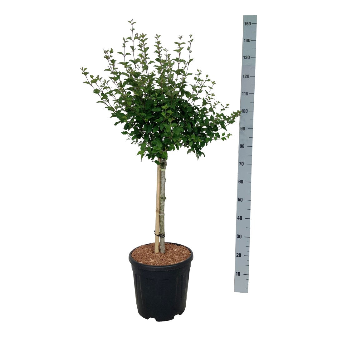 Syringa &