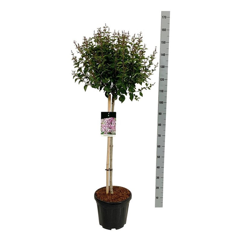 Syringa &