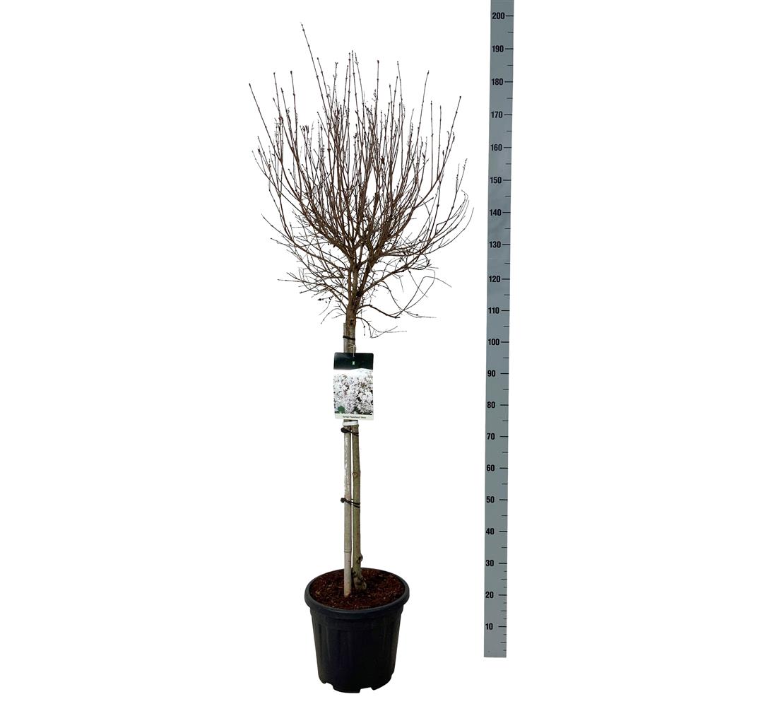 Syringa &