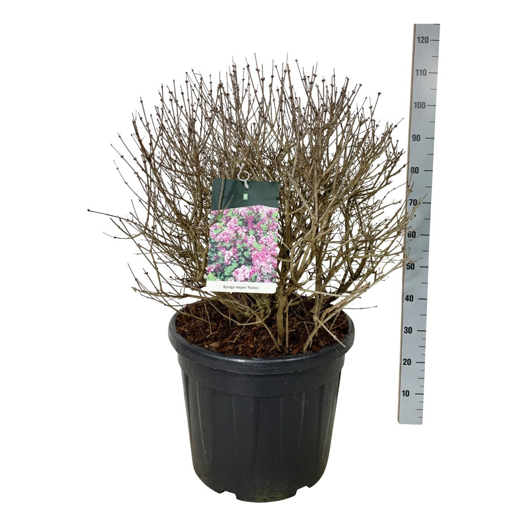 Syringa meyeri &