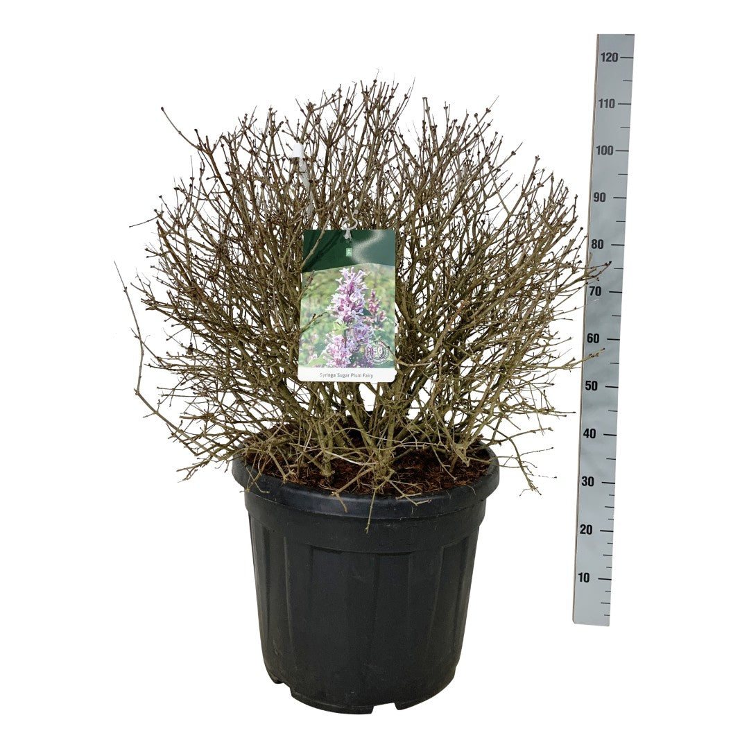 Syringa &