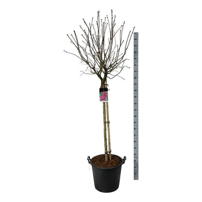 Syringa vulgaris &