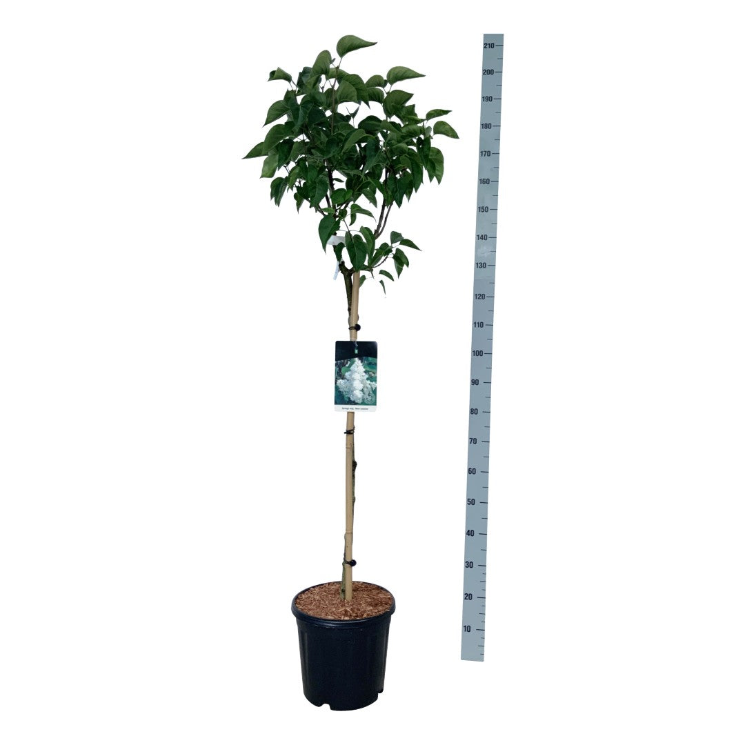 Syringa vulgaris &