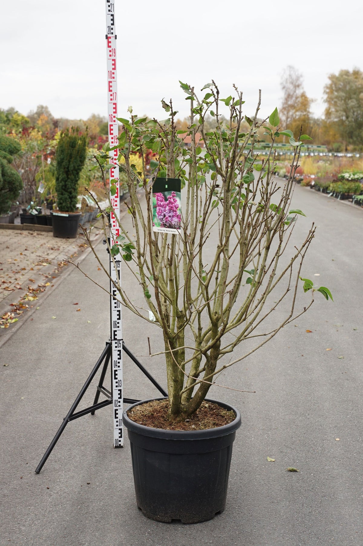 Syringa vulgaris &