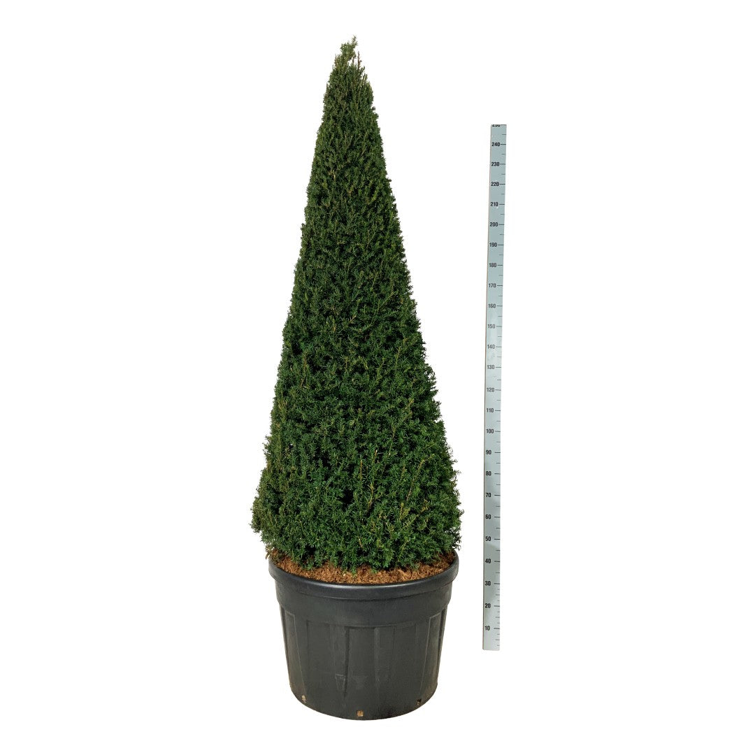Taxus baccata 200-225 cm konformad C180 (180 liters kruka)