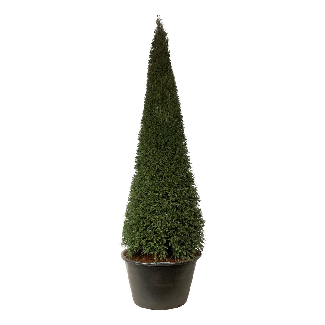 Taxus baccata 300-350 cm konformad C500 (500 liters kruka)