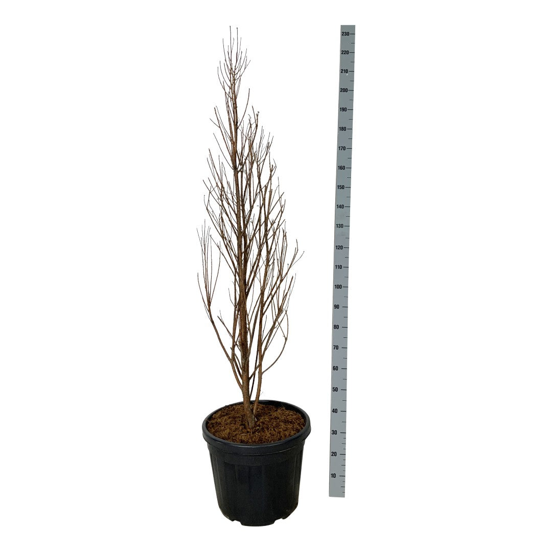 Taxodium distichum &