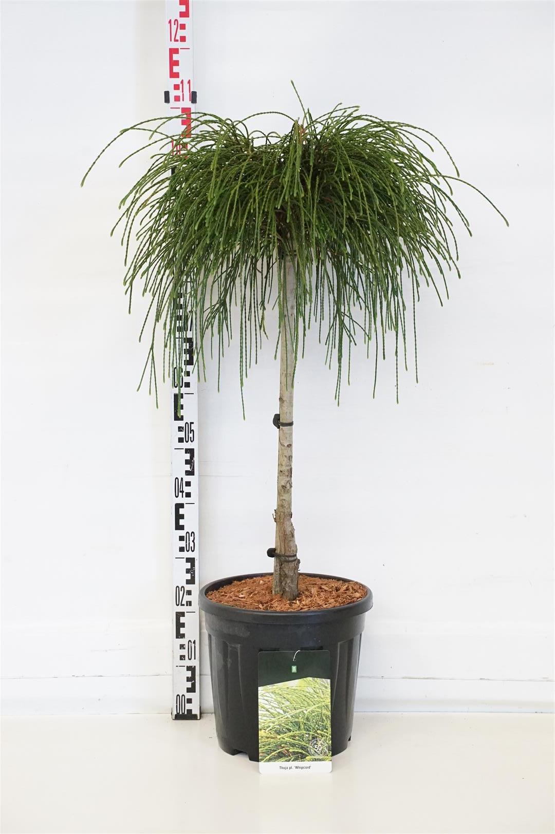 Thuja plicata &