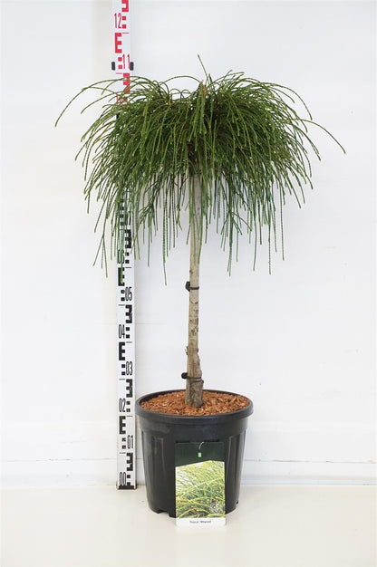 Thuja plicata &