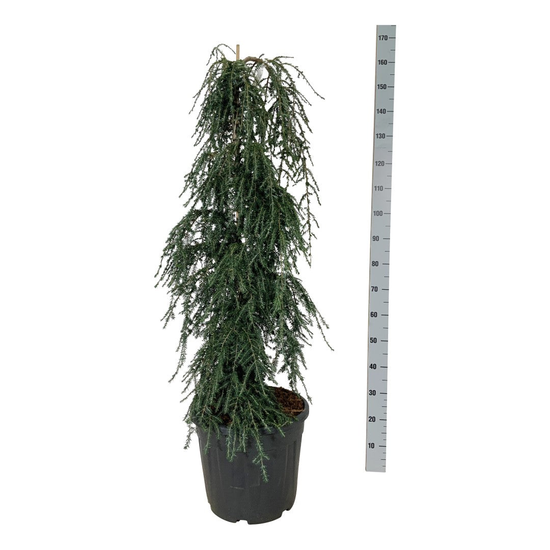Tsuga canadensis &