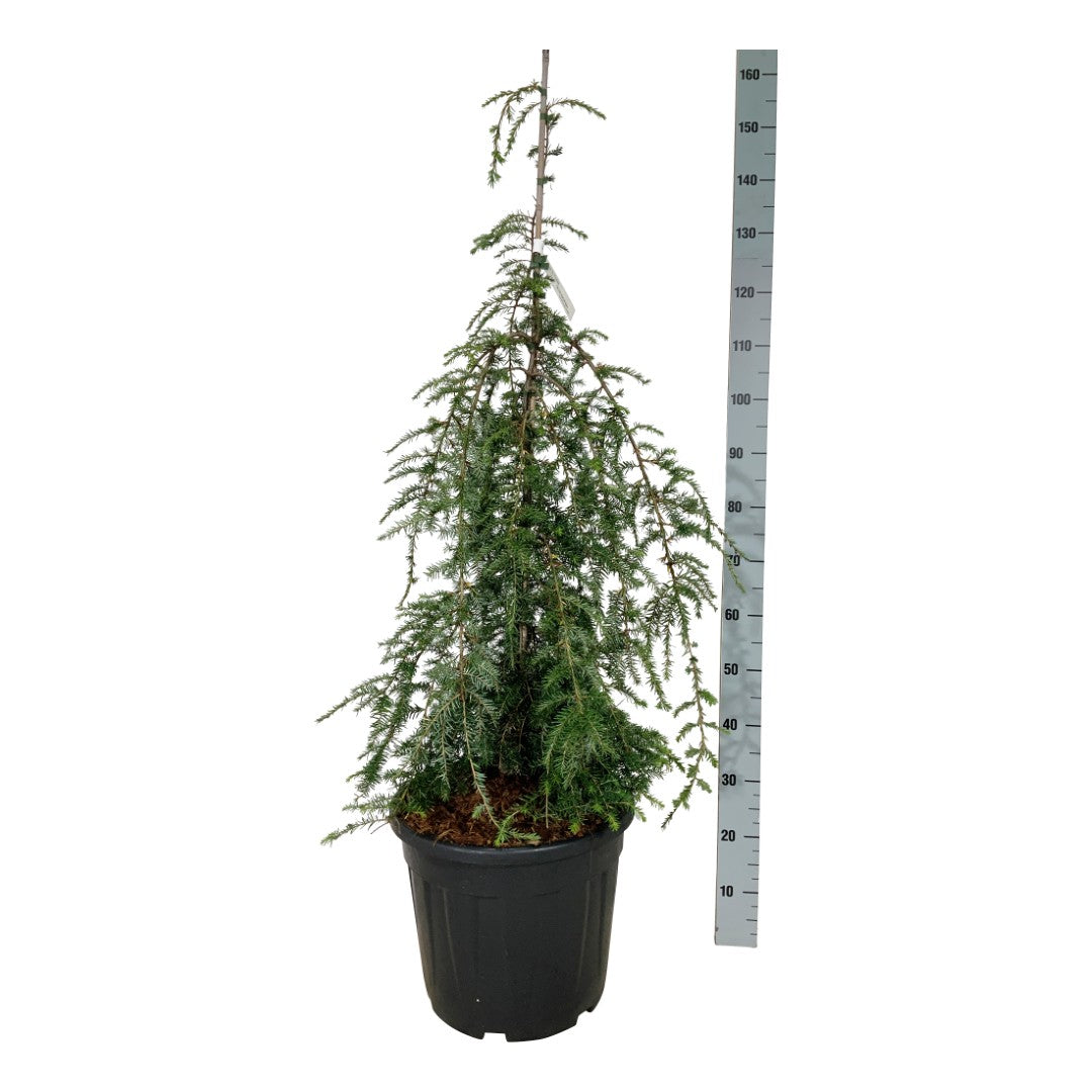 Tsuga canadensis &