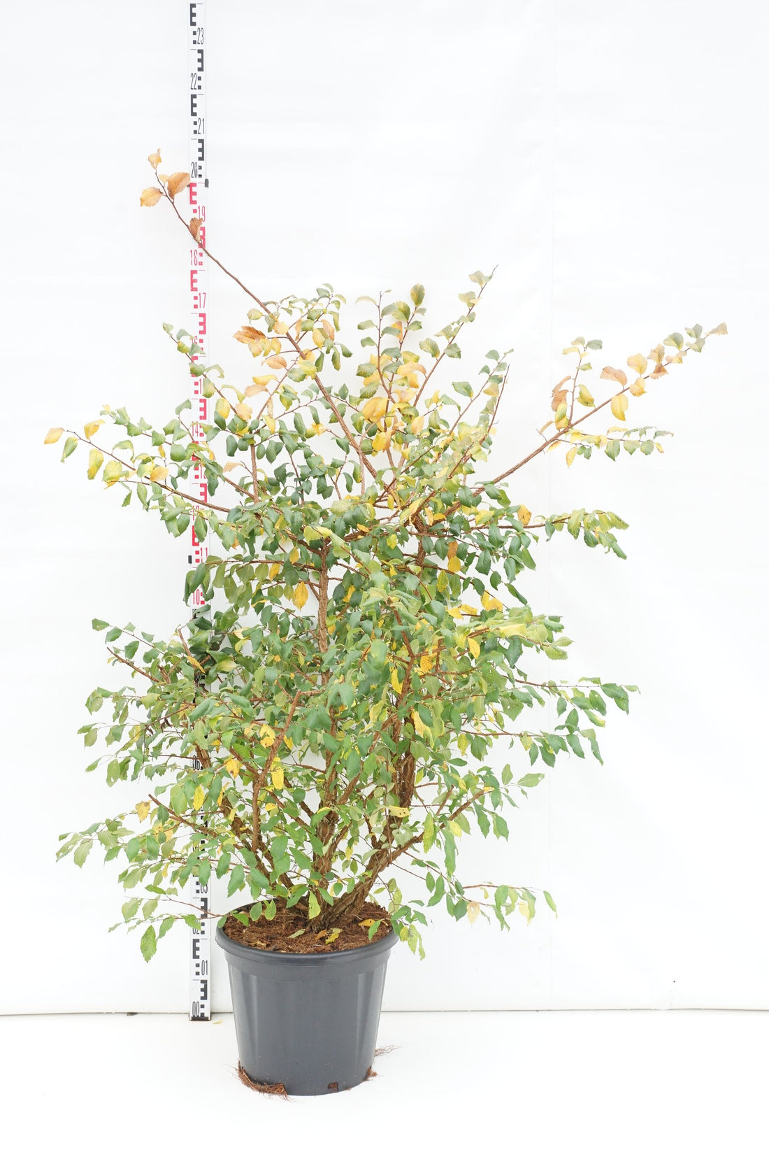 Ulmus minor suberosa C30 (30 liters kruka) 100-125 cm EXTRA