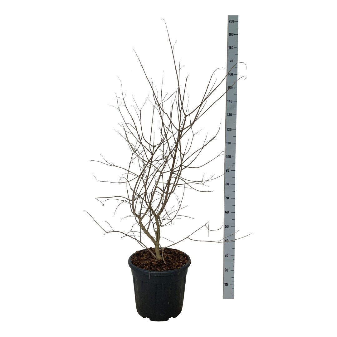 Vitex agnus-castus C30 (30 liters kruka) 80-100 cm EXTRA