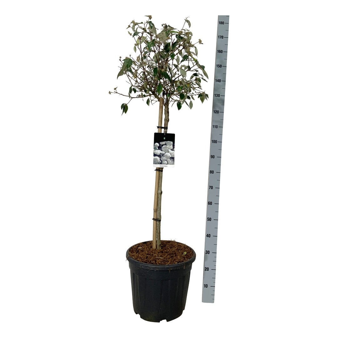 Viburnum &