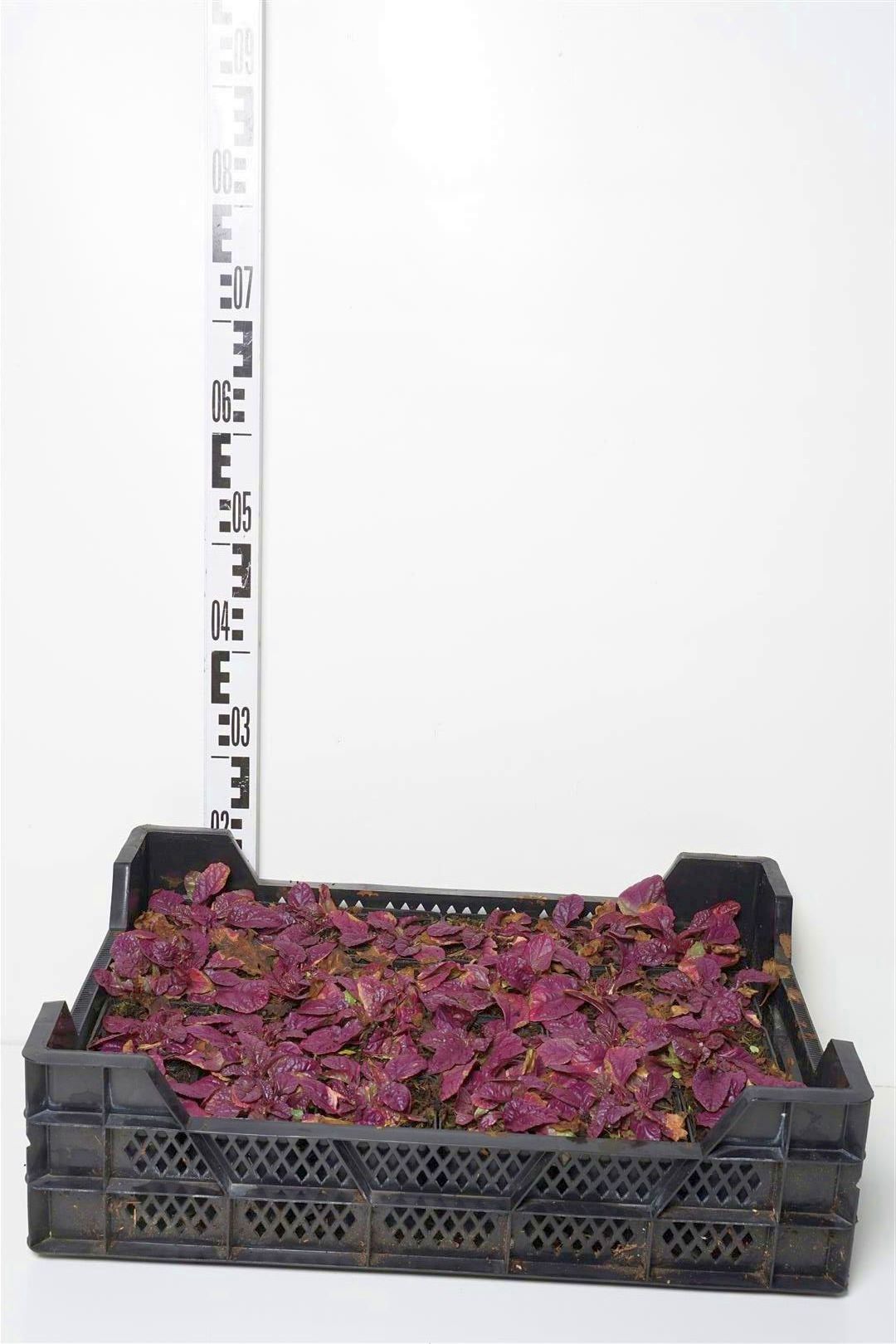 Ajuga reptans &