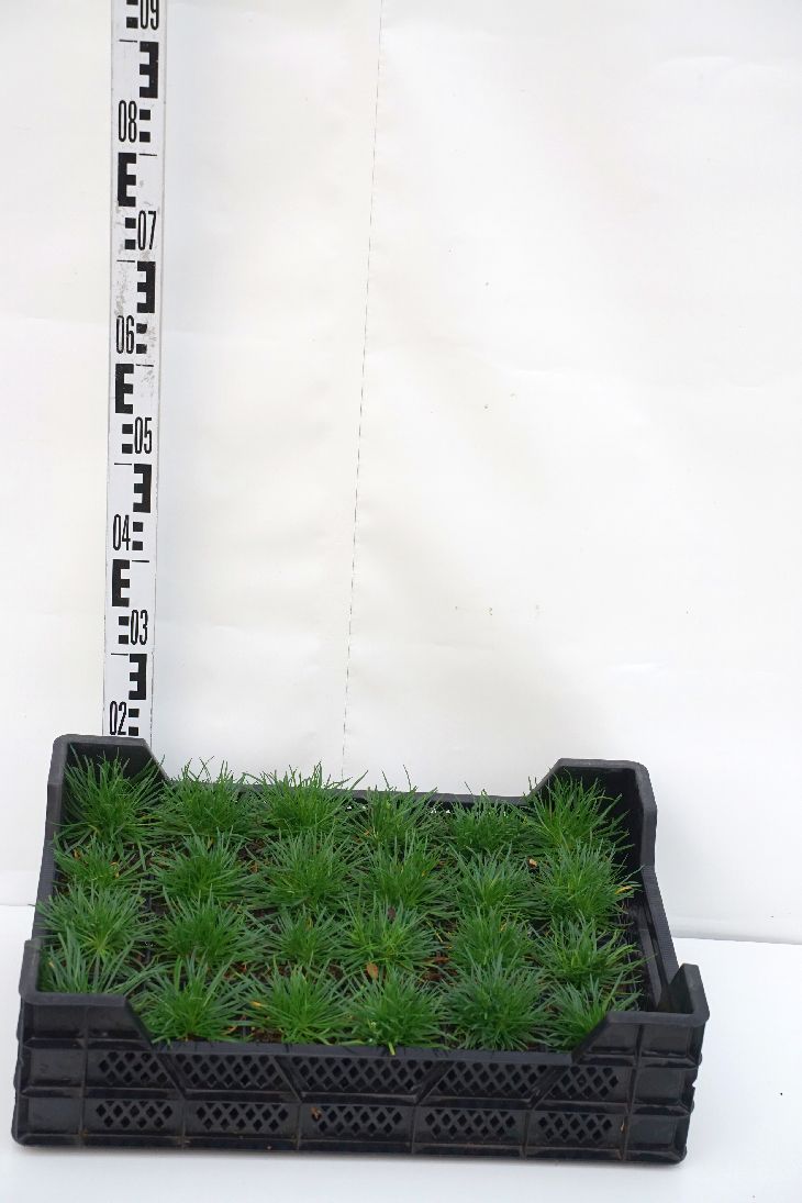 Armeria maritima &