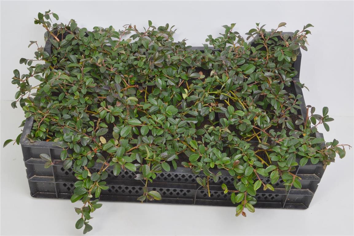 Cotoneaster dammeri - 9 cm kruka