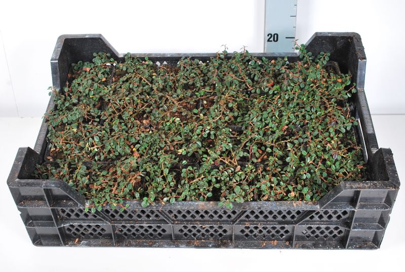 Cotoneaster pr. &