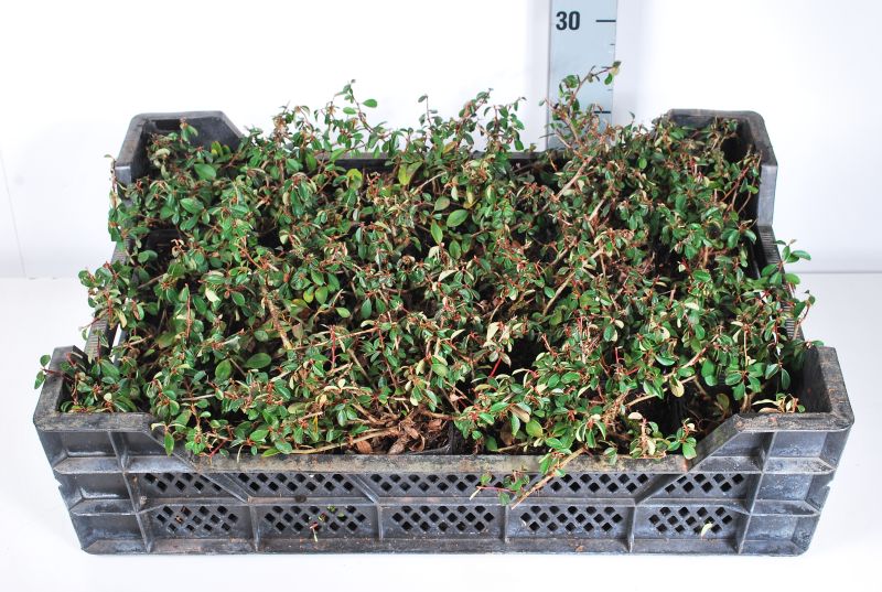 Cotoneaster rad. &