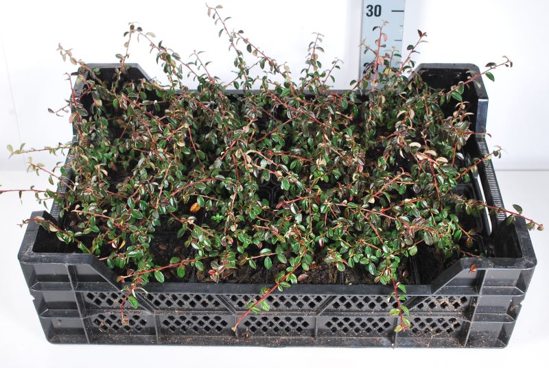 Cotoneaster suec. &