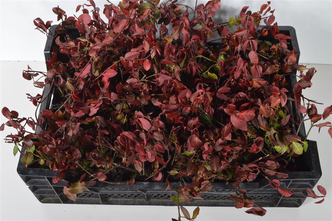Euonymus fort. &