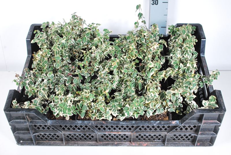Euonymus fortunei &