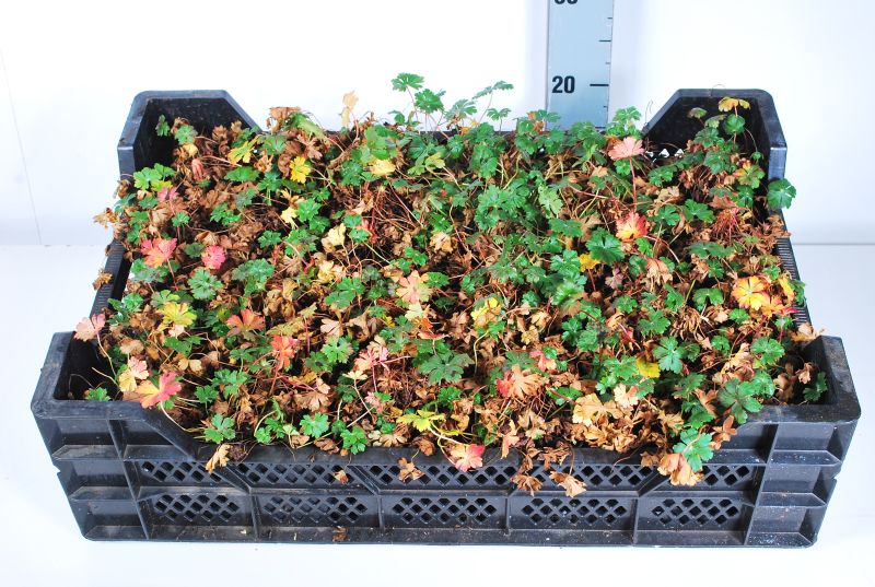 Geranium cantabr. &