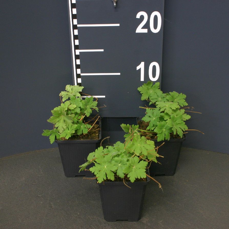Geranium macrorrhizum &
