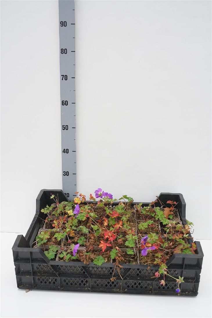 Geranium &